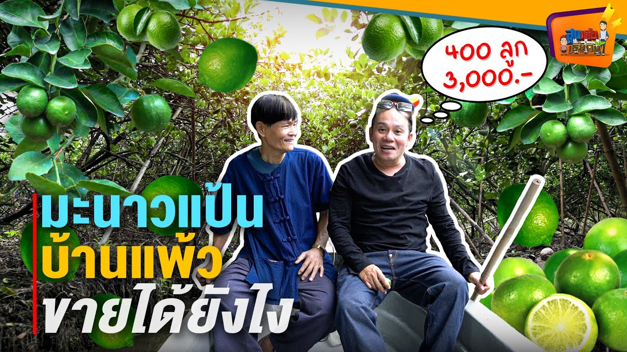มะนาวแป้นบ้านแพ้ว 400 ลูก 3000 บาท ขายได้ยังไง - สูงเตี้ยเรี่ยดิน EP.115