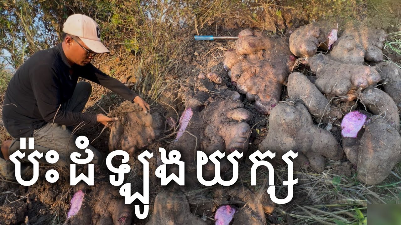 ប៉ះរបស់ធំហើយ | Sweet Potato | Rural Lifestyle 