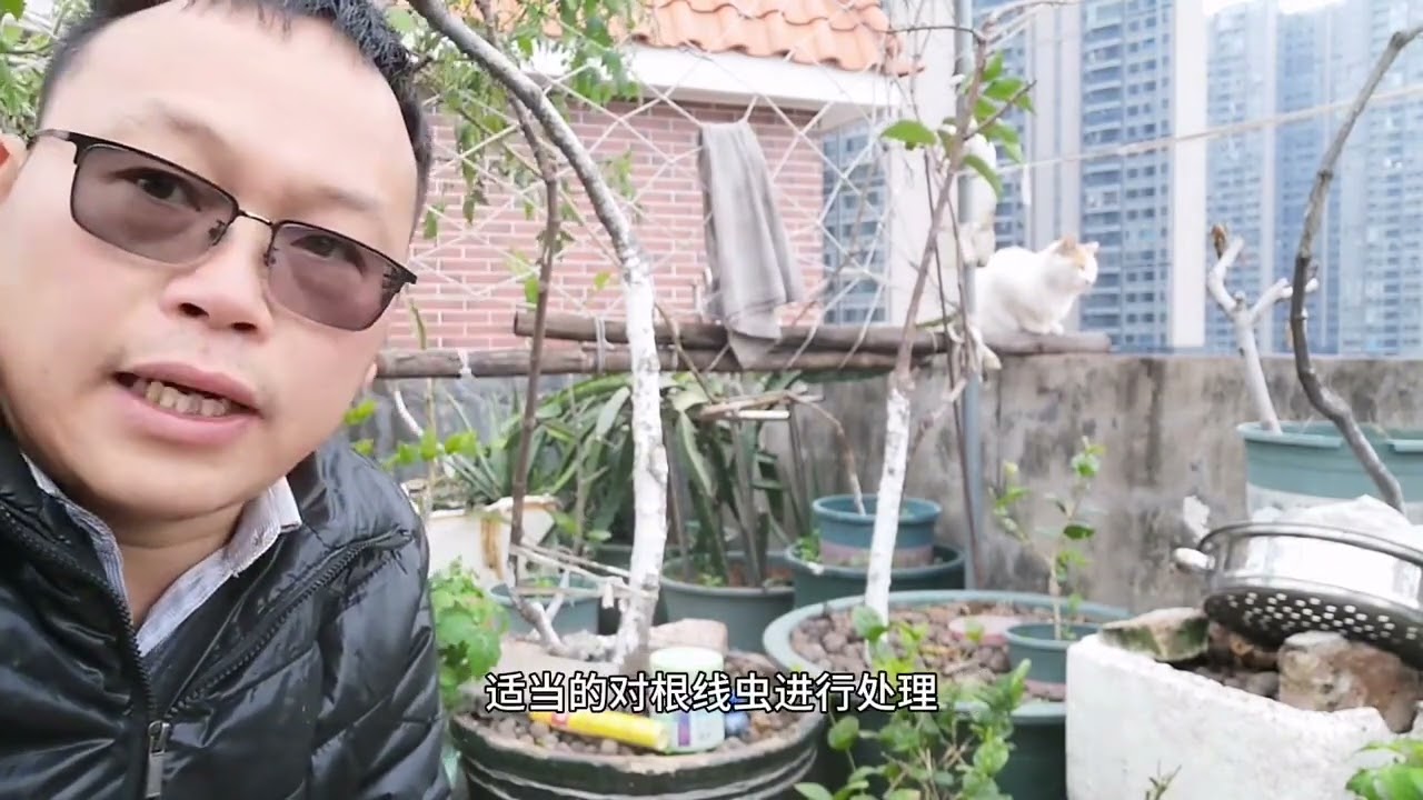 1月种“无花果”这样做，能结一大串，想不高产都难！