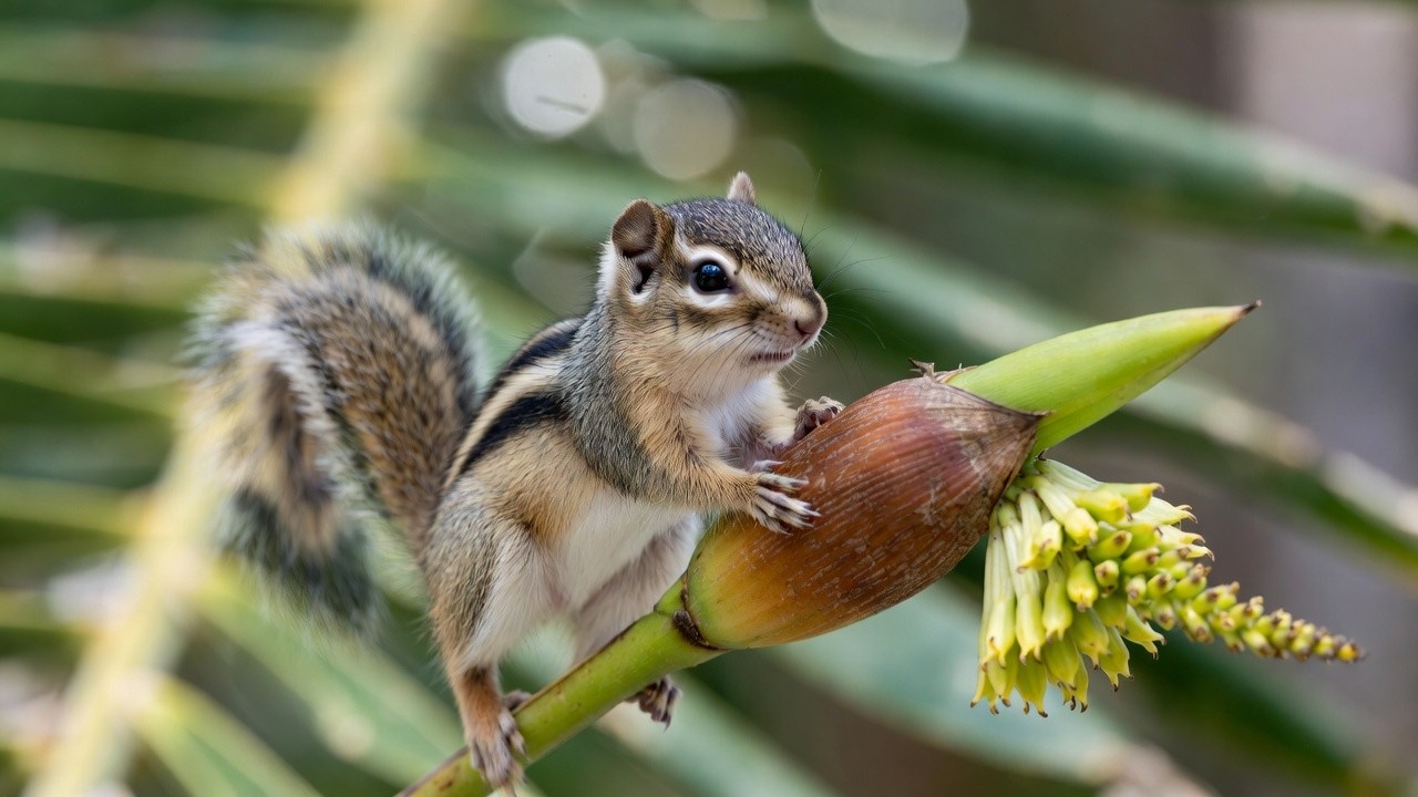 SO CUTE ! Adorable Squirrel Resting Among Spring Flowers | Cute Wildlife Nature Video