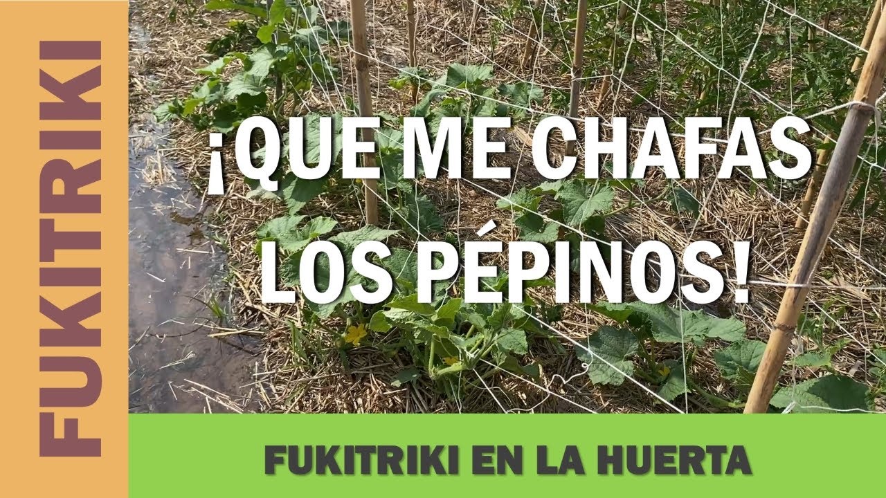 FUKIHUERTA #12 | ¡ESTO CRECE MUY RÁPIDO!