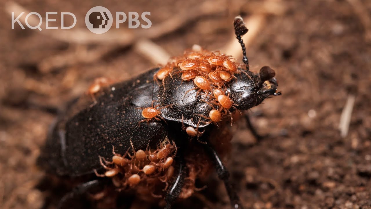This Mite-y Beetle Buries the Dead to Start a Family | Deep Look
