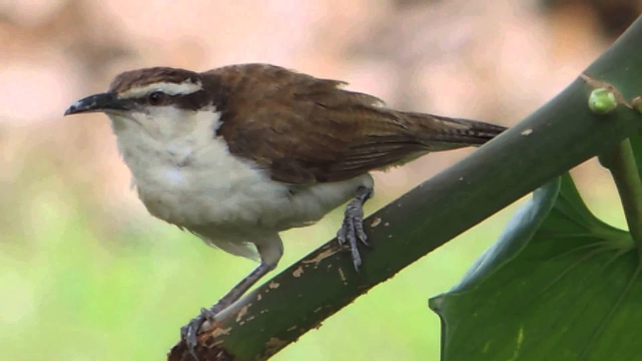 Aves de Venezuela - Ave de Barinas - Cucarachero Currucuchú - Campylorhynchus griseus