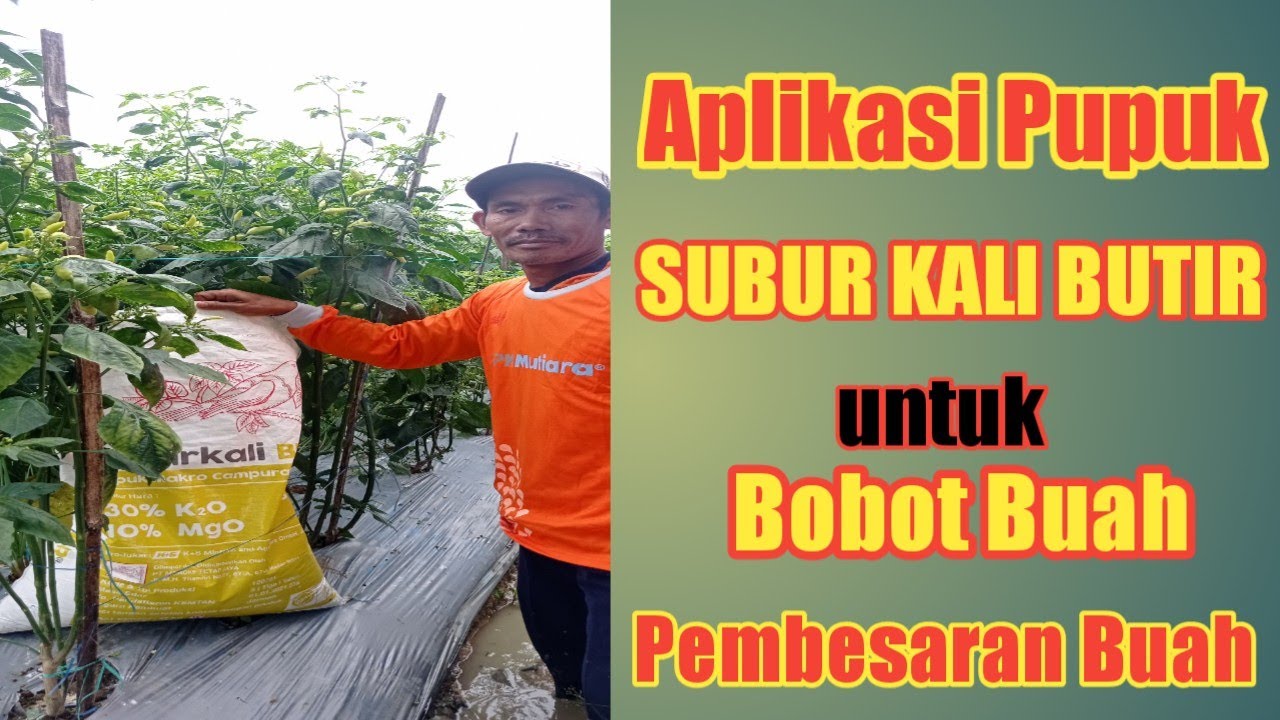 Aplikasi Pupuk SUBUR KALI BUTIR di CABAI RAWIT untuk Pembesaran BUAH #cabairawit #bobotbuah #besar