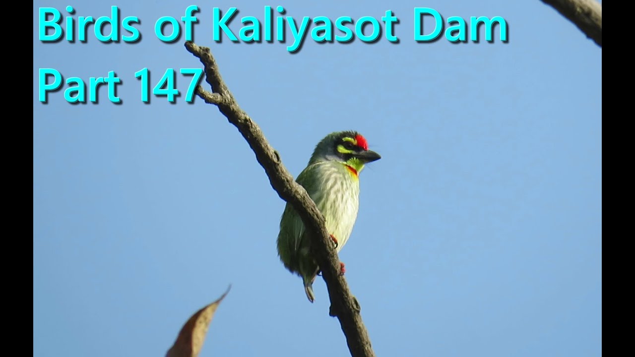 Birds of Kaliyasot Dam - Part 147