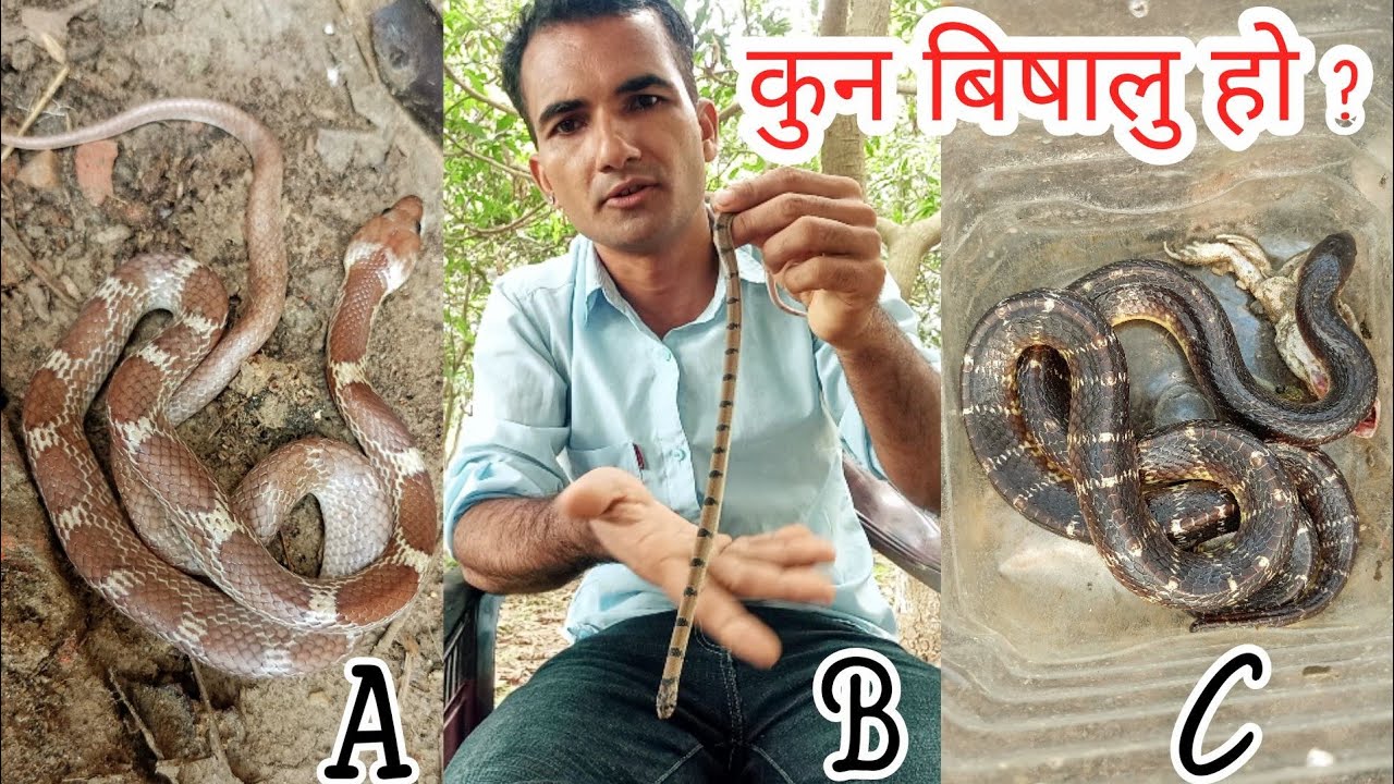 🐍 कुन करेट सर्प हो कुन करेट सर्प होइन हेर्नु होला nepal snake rescue team #krait snake