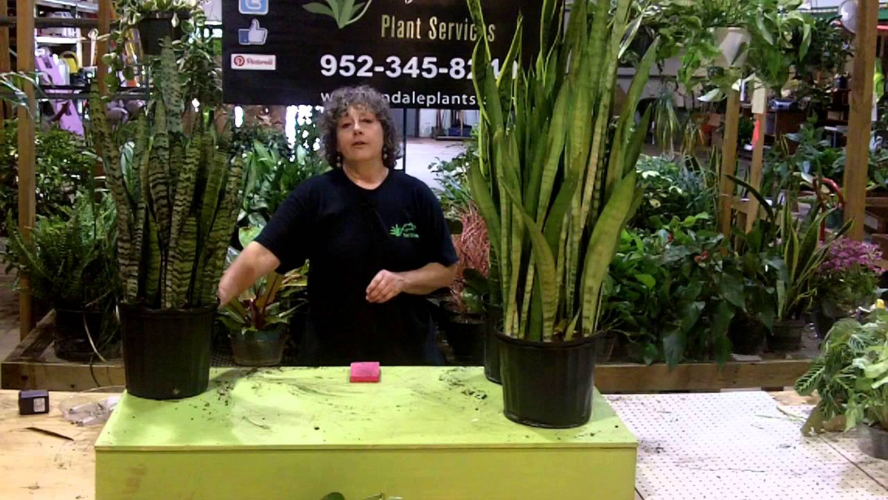tech talk with Lee Newton - snake plant