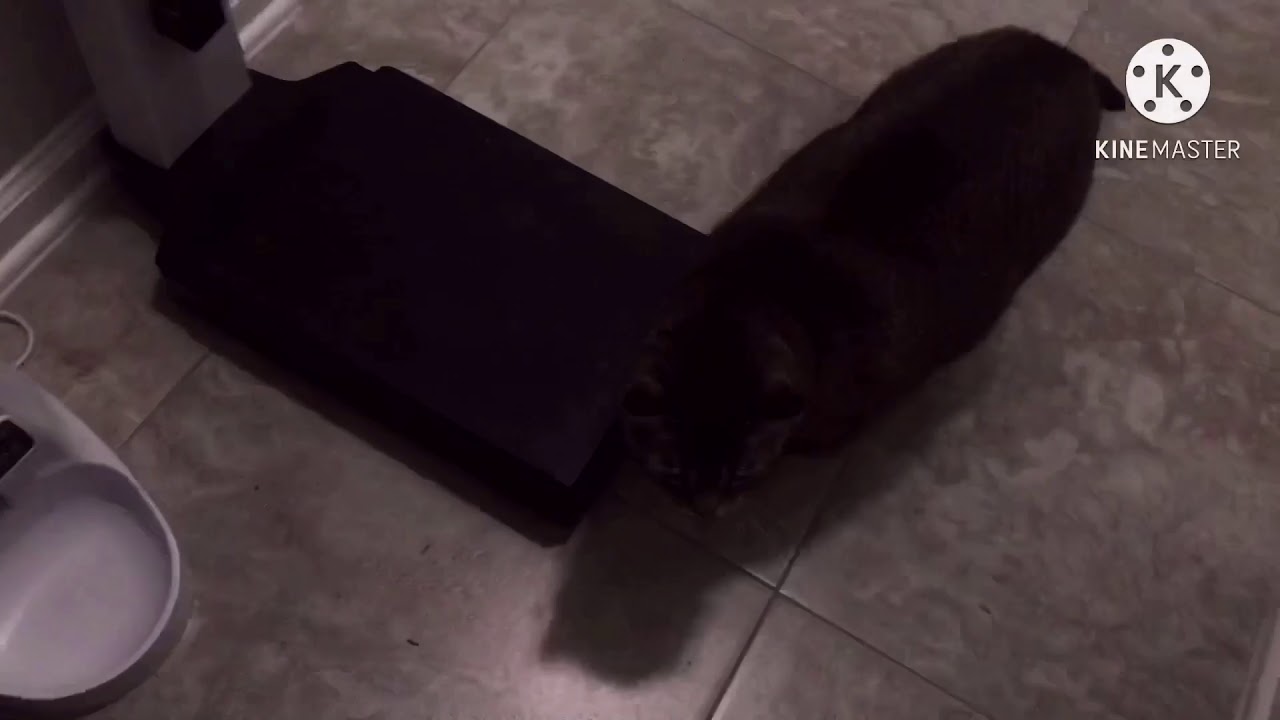 Tiger mudering me (tiger remix part 1 )