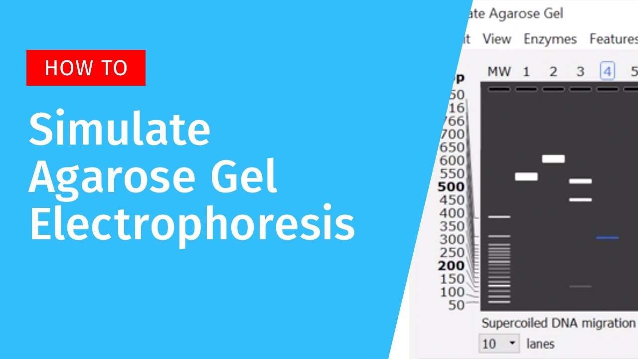 Agarose Gel Electrophoresis in SnapGene