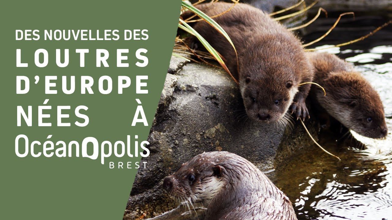 Des nouvelles des loutres d'Europe nées à Océanopolis 🦦