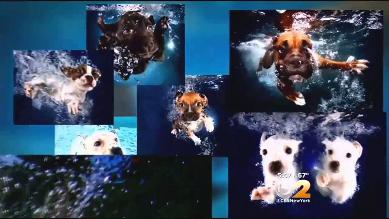 Photographer Takes Pictures Of Puppies Under Water