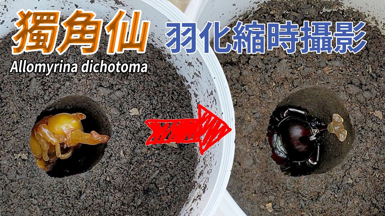 【山林蟲坊】集可愛與帥氣於一身！獨角仙羽化縮時攝影 | Rhino Beetle: Time-Lapse Photography of Emergence (Allomyrina dichotoma)
