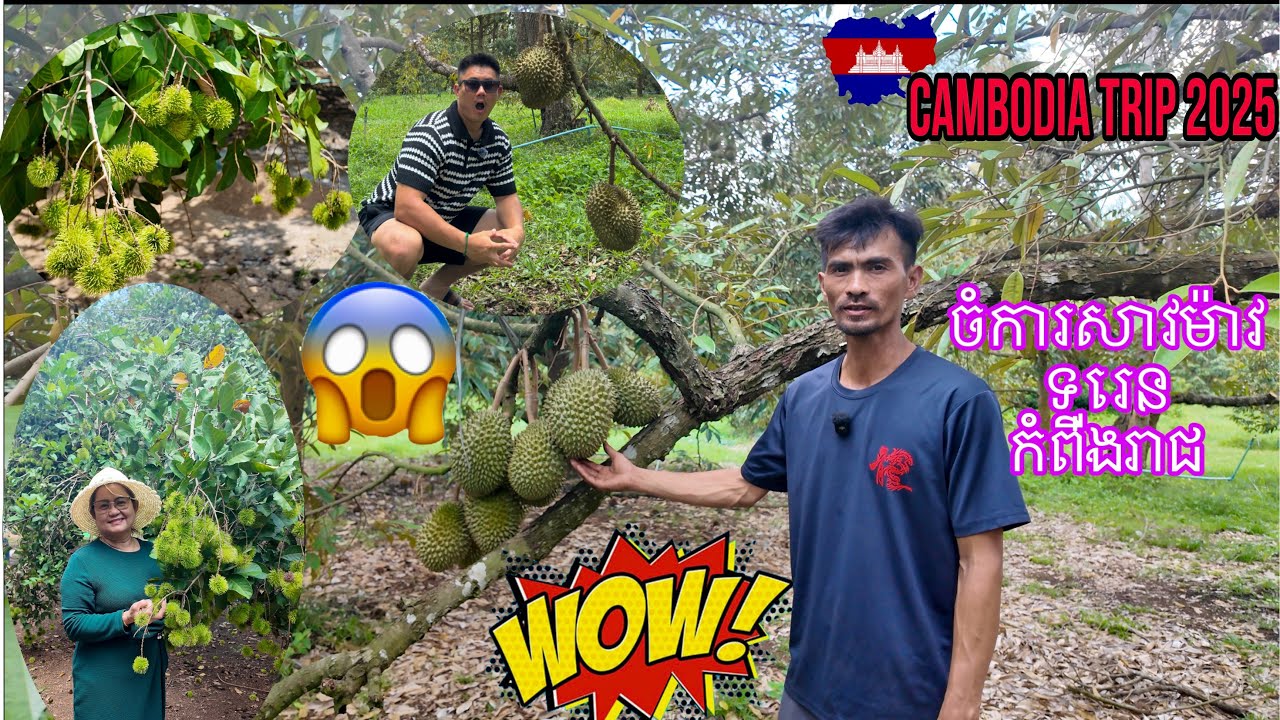 WOW! ល្អៗម៉េស! មកលេងចំការសាវម៉ាវ ទុរេន កំពីងរាជ | Visit Rambutan Durian Santol Farm in Kompong Cham