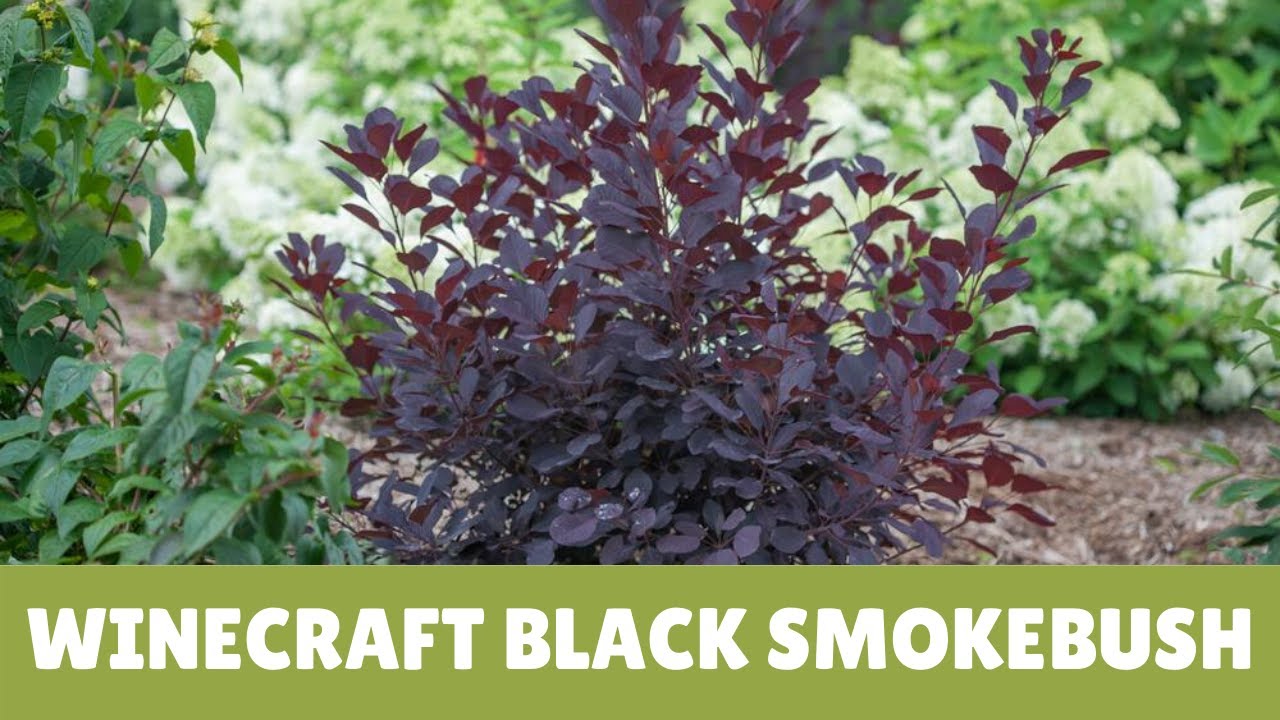Winecraft Black Smokebush 🌿🎍🌺