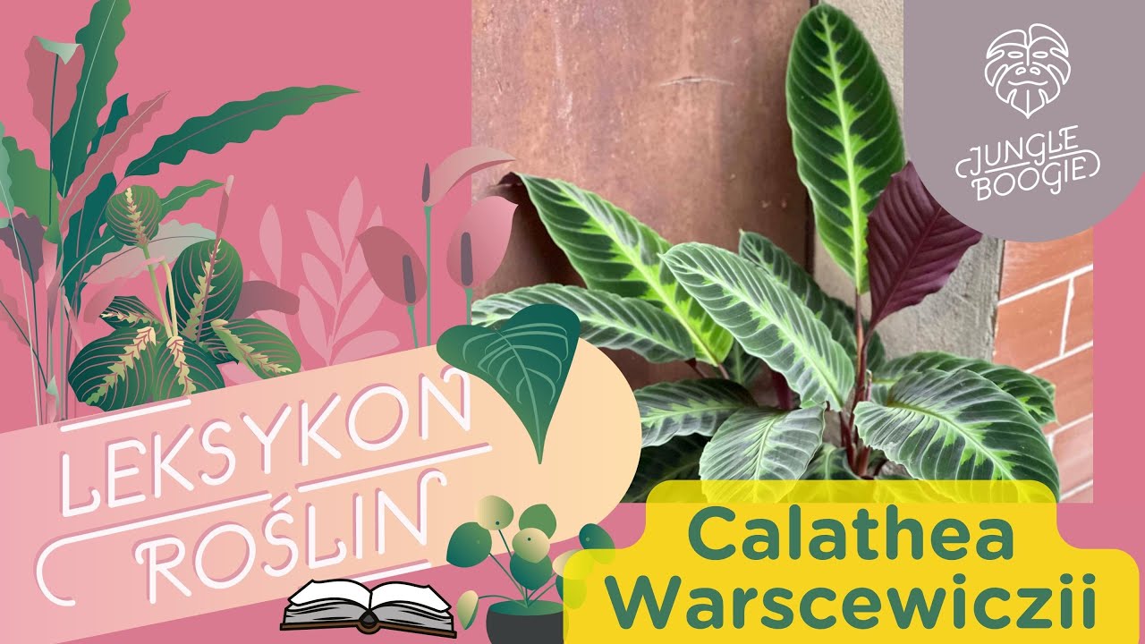 Poznaj jedną z najpiękniejszych kalatei i naucz się o nią dbać - Calathea warscewiczi