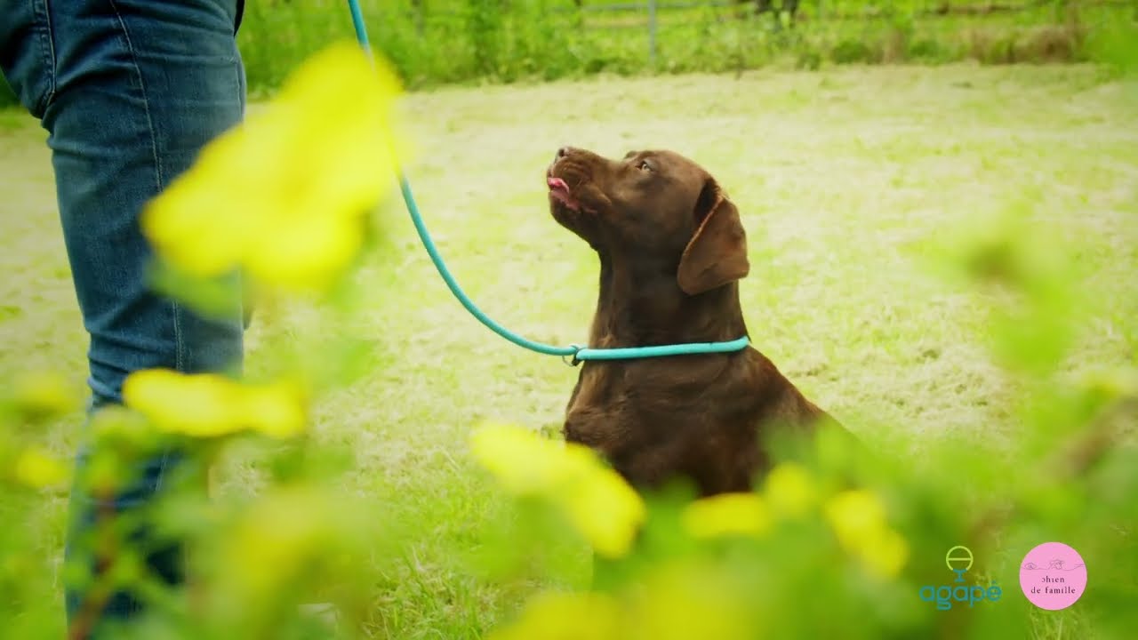 FORMATION EN &Eacute;DUCATION CANINE &ndash; DIPL&Ocirc;ME RECONNU