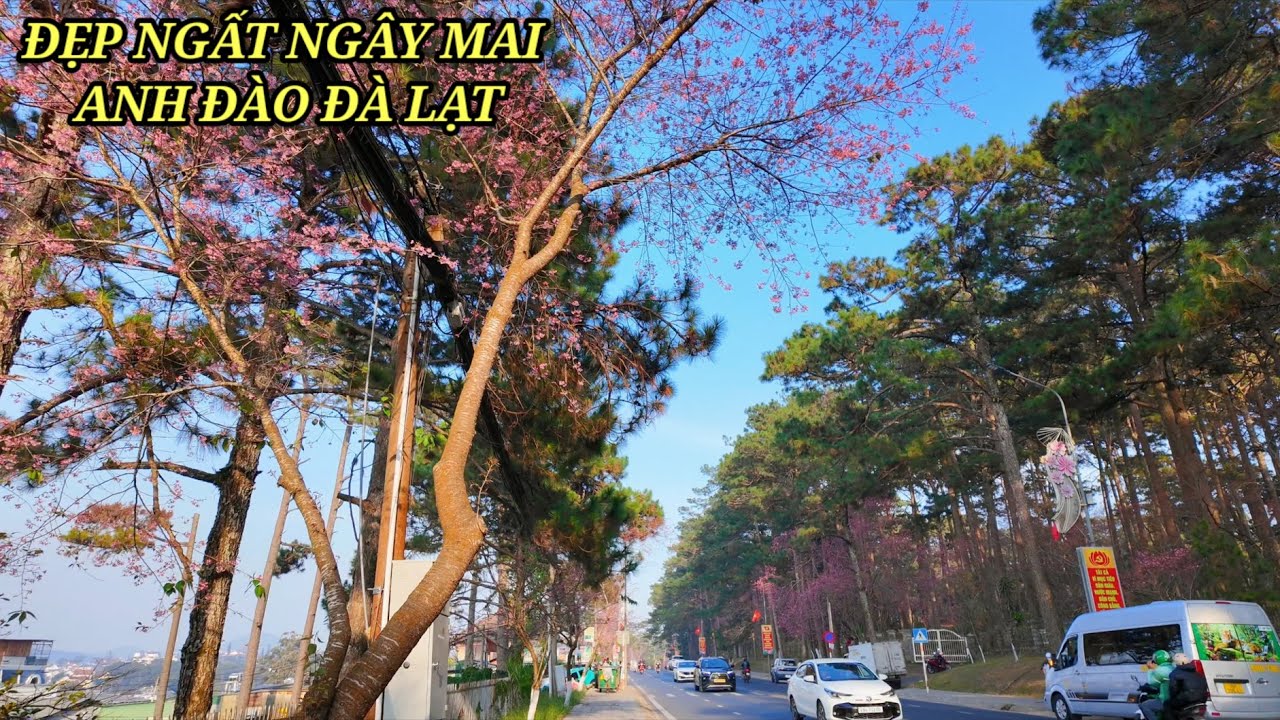Đà Lạt đẹp mê hồn Mai Anh Đào nở hồng rực rỡ khắp nơi