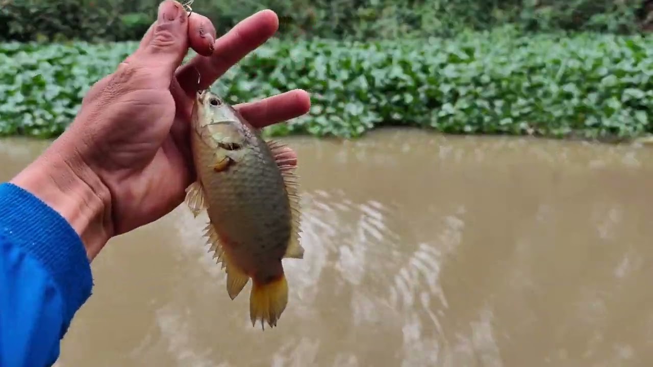 Câu Cá Rô Đồng Cá Trê Cá Tra Dính Thấy Ham
