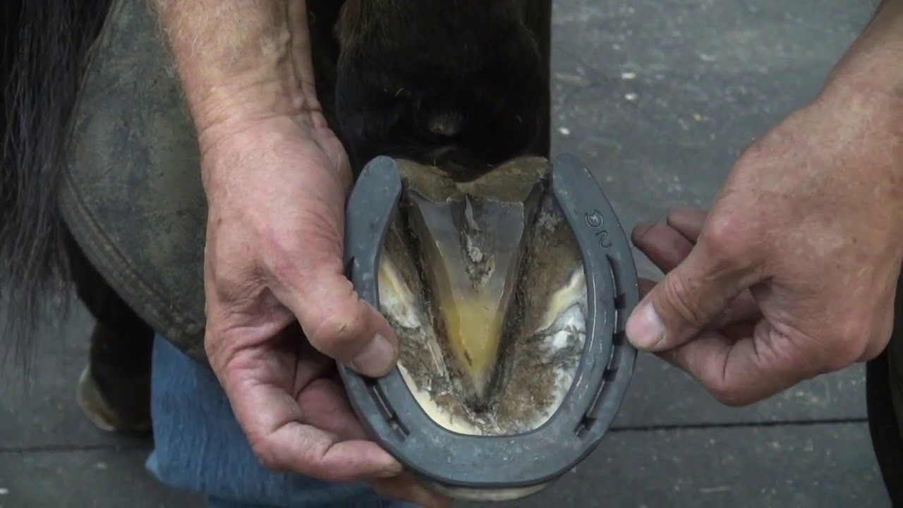 Part Two: Shoeing an Event Horse
