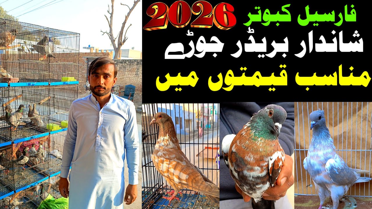 Brand New ForSale Breeder Pairs Available In Shoaib Khan Pigeon Shop |ColorFull Pigeons| #pigeonsale