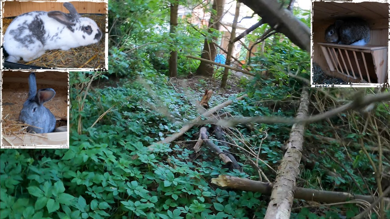 Futter für Kaninchen heute aus dem Wald geholt