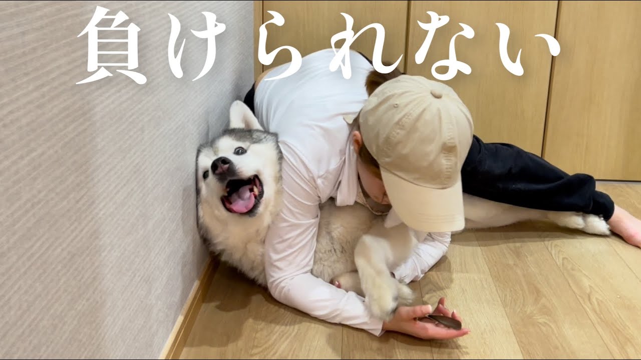 狼爪を切られまいと必死の抵抗を見せるシベリアンハスキー vs 血も涙もない姉