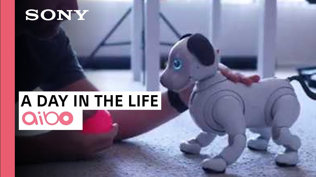 День из жизни с aibo | Sony и iPhonedo
