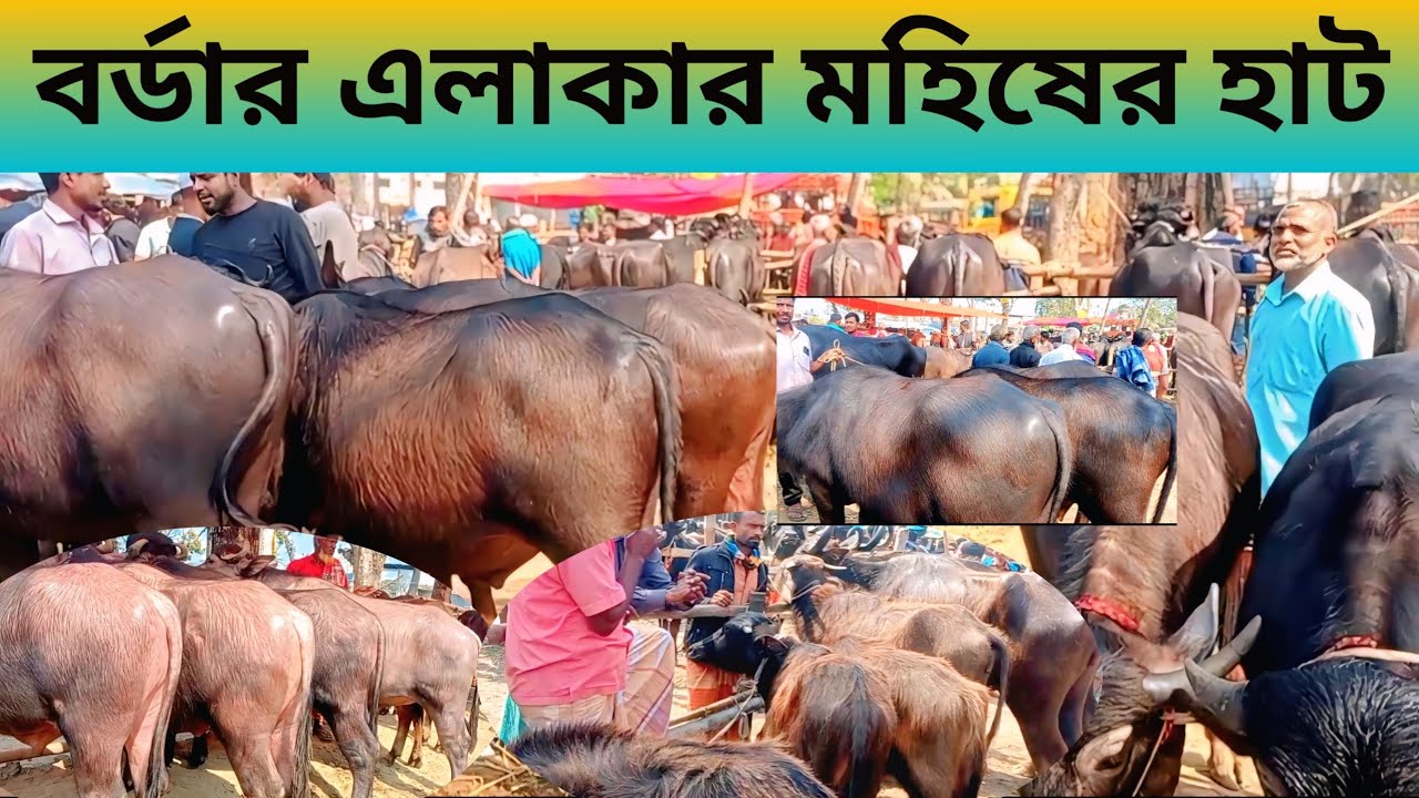 বর্ডার এলাকার মহিষের হাট। পাঁচবিবি জয়পুরহাট। #viral #buffalo @haterkotha 
