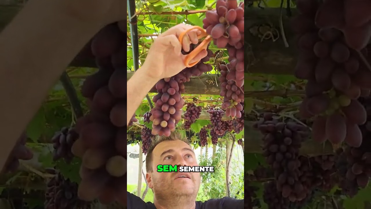 Conhe&ccedil;a a Variedade de Uva Isis: Sem Semente e Deliciosa