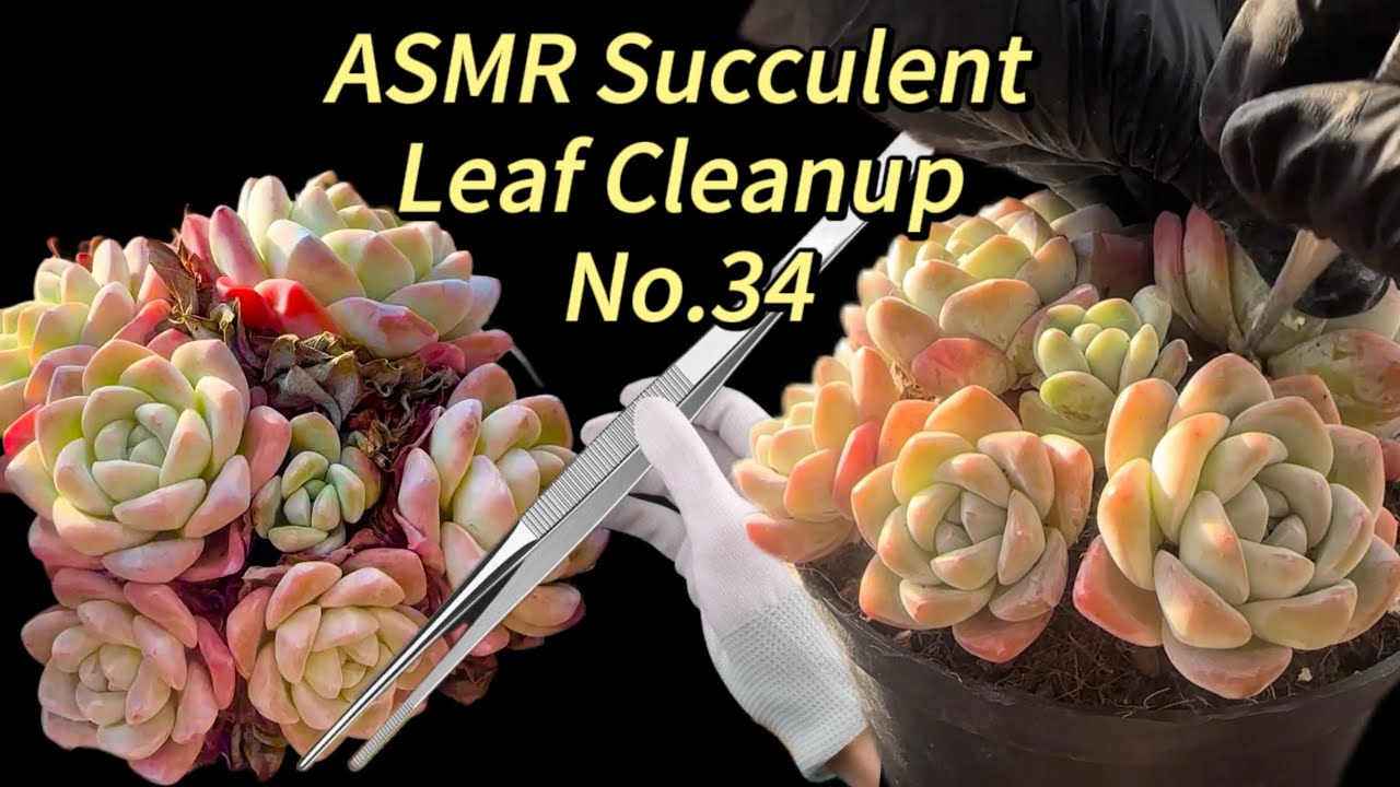 Succulent Care | Leaf Cleanup No.34 | Relaxing