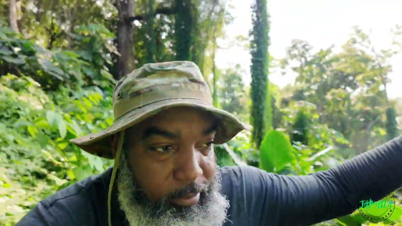 Off-Grid Living in Jamaica: Water Check & Rainwater Harvesting Plans