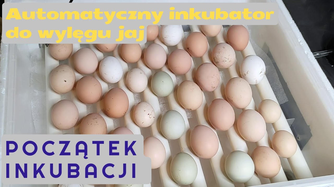 Automatyczny inkubator do wylęgu jaj - początek inkubacji // Pierwsza inkubacja