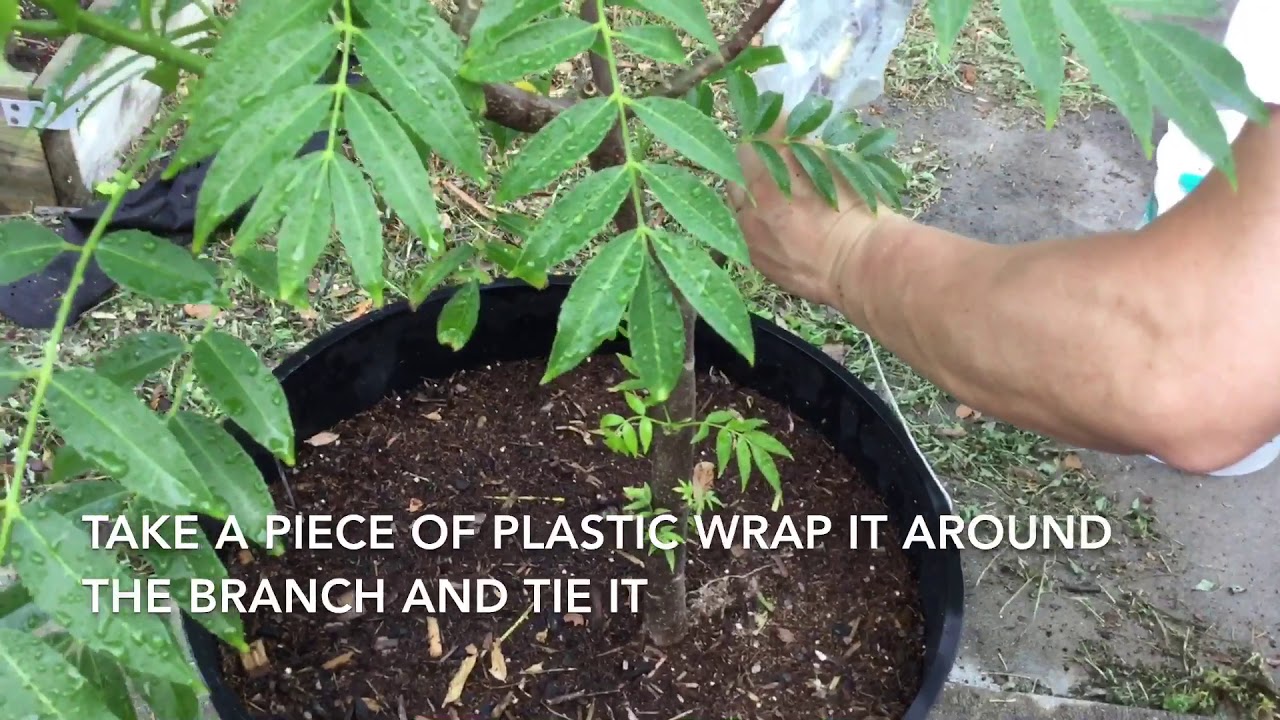 Air layering June plum or ambarella tree