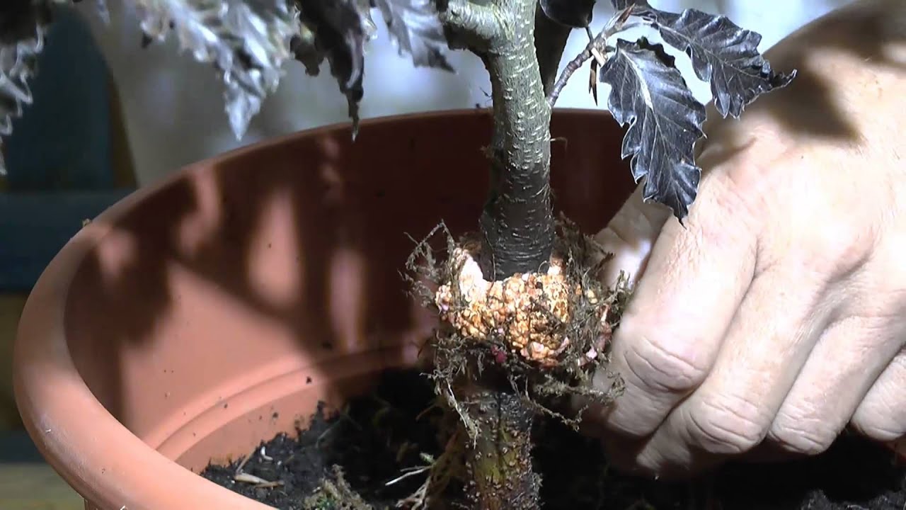 Abmoosen einer Buche Teil 2 Air Layering a tree, Bonsai