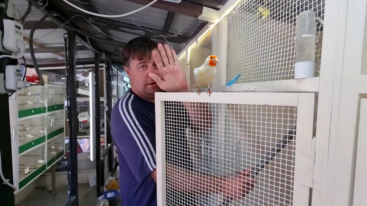 установка клеток для щеглов нашим другом Бертом 🙋