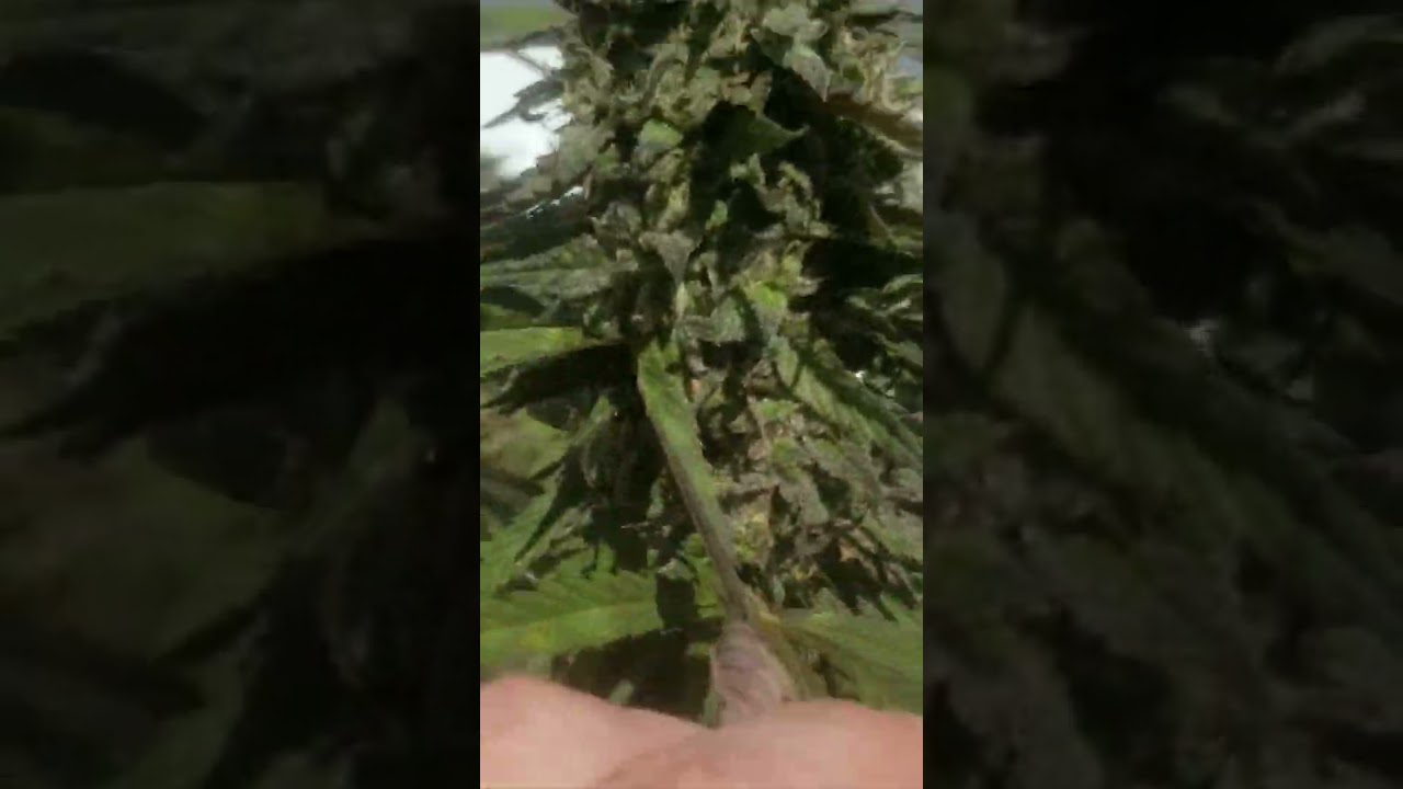 34th street chocolope comes dow