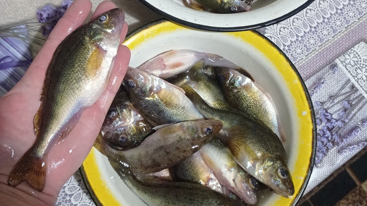 Рибалка на Величезних Йоршів🔥🔥🔥