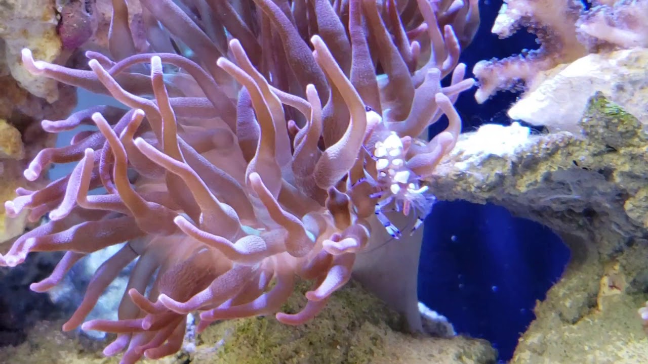 Sexy shrimp chilling in the anemone