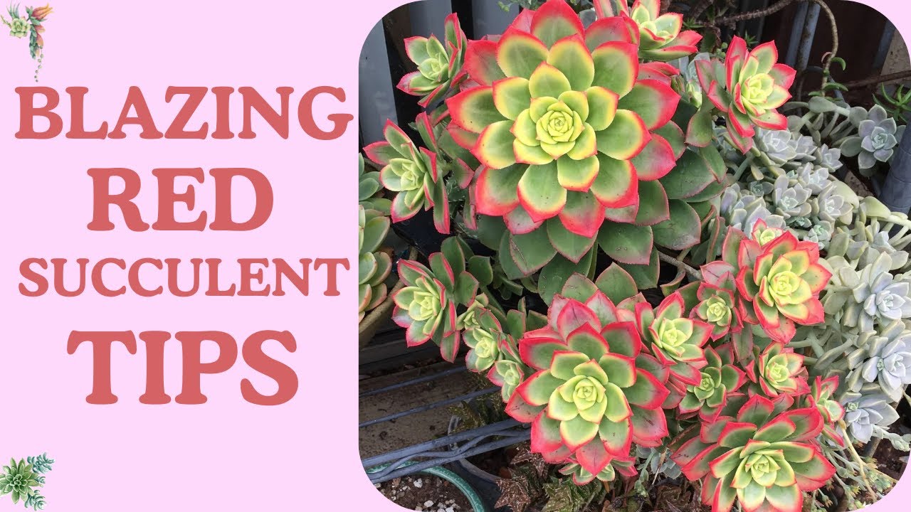 11 Succulents With Bright Red Tips | Fiery Edge Succulent Magic