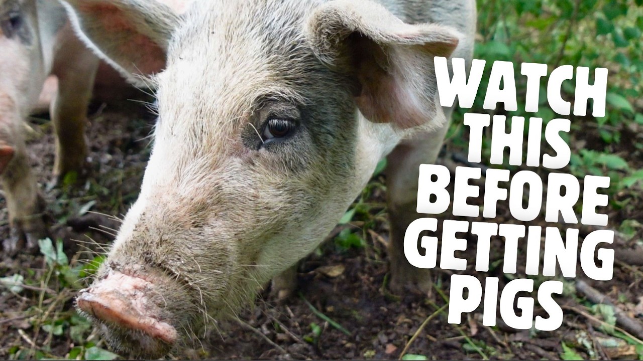 Thinking About Getting Pigs? Here’s What You Should Know…