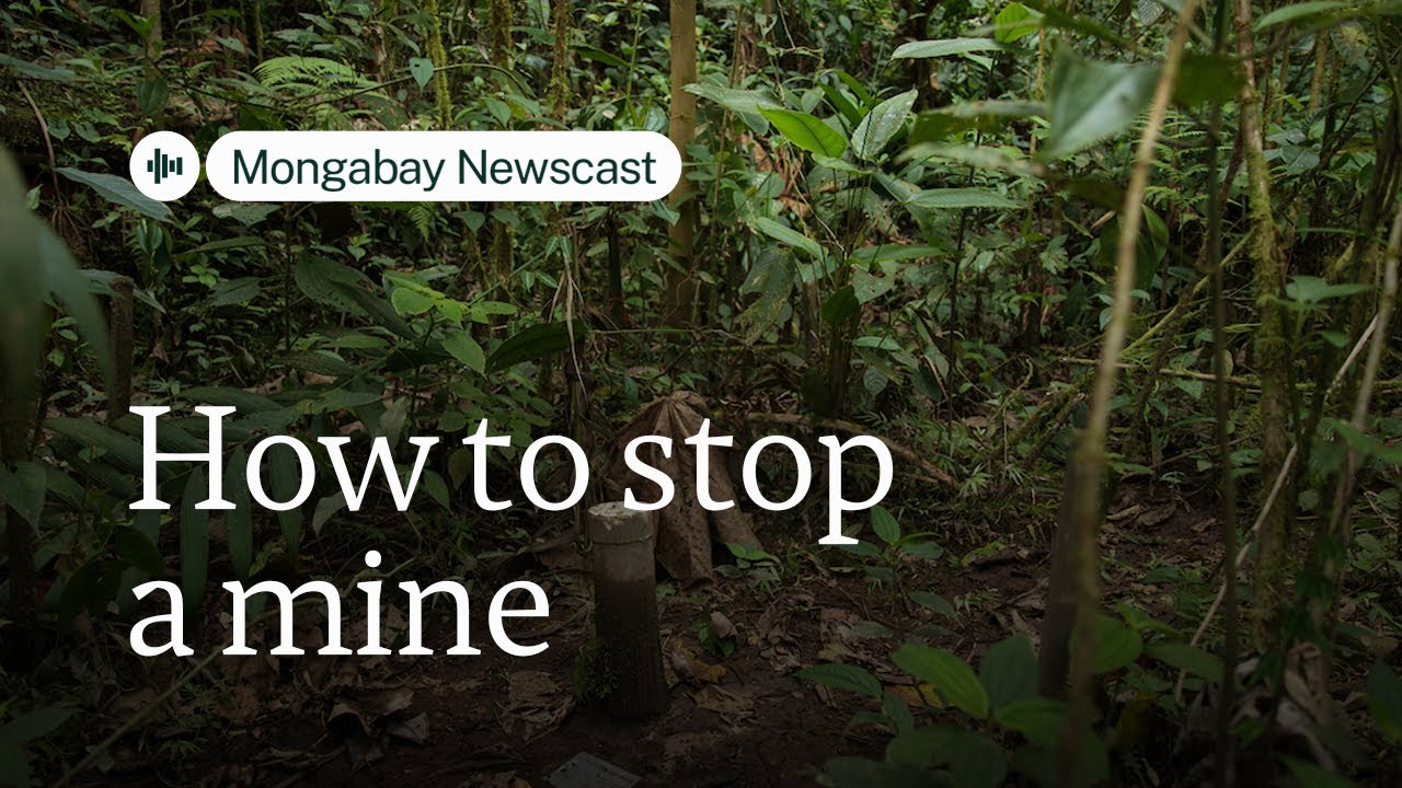 Protecting an Ecuadorian cloud forest from mining