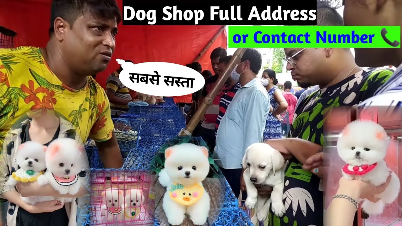 Dog shop full address | Cheapest Price Dog Market In India | Pomeranian Dog | Teacup dog | Rajesh 5g