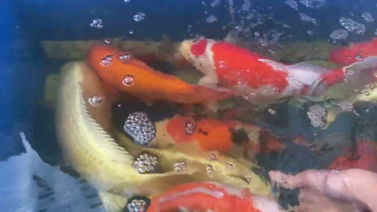 Tamasaba tosai selection 12.2025 #koi #tamasaba #pond 