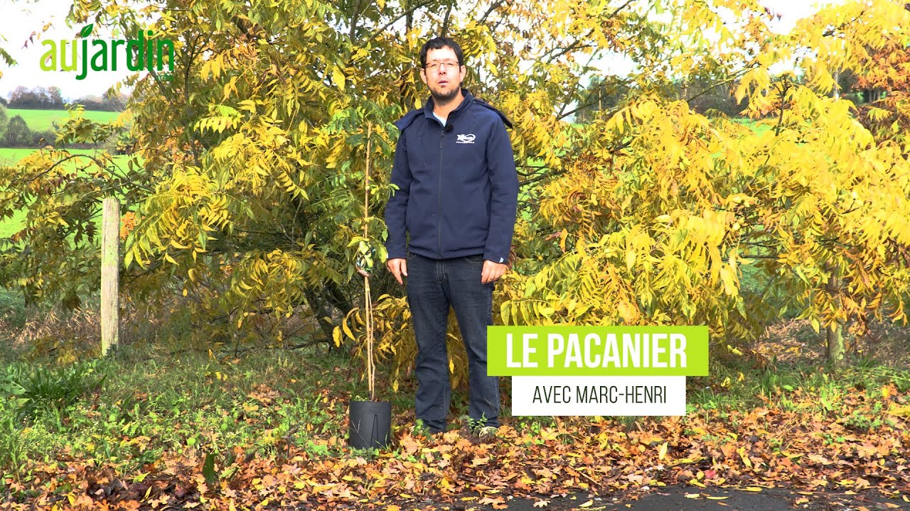 Le PACANIER, un FRUITIER RÉSISTANT au FROID qui produit la NOIX de PÉCAN