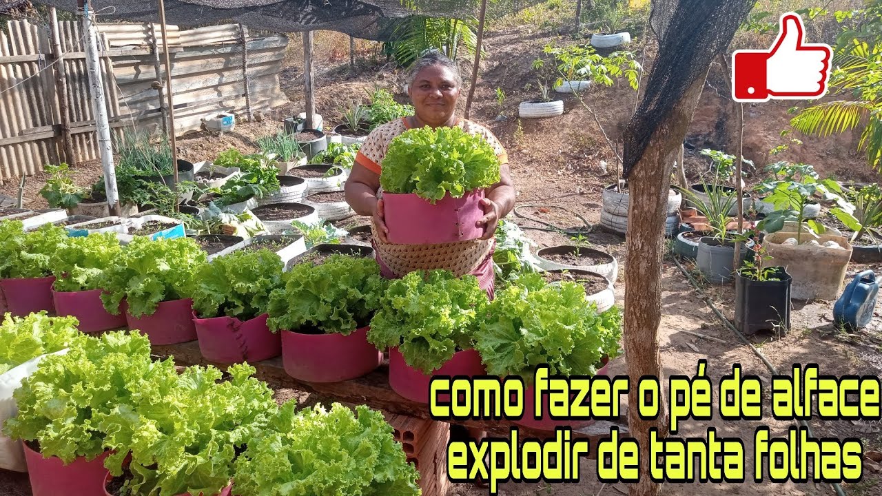 Como fazer adubação para seu pé de alface explodir de tanta folhas