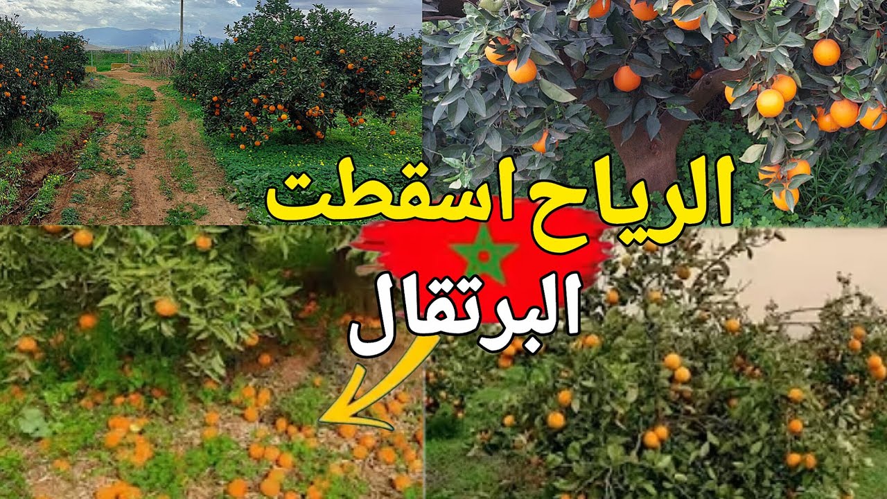 رياح عاصفية دمرت ضيعات البرتقال بمدينة بركان 🇲🇦 البرتقال يسقط فوق أرض