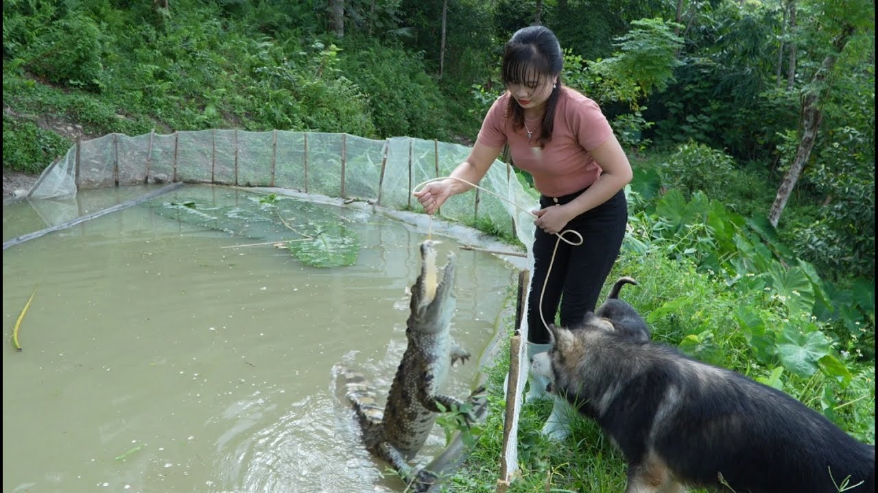 I discovered a crocodile in the fish pond, caught it, and harvested taro to sell at the market