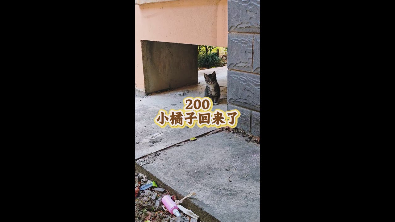 流浪猫日记200小橘子回来了#cute #喵哥是萌新 #cat #貓咪日常 #流浪猫