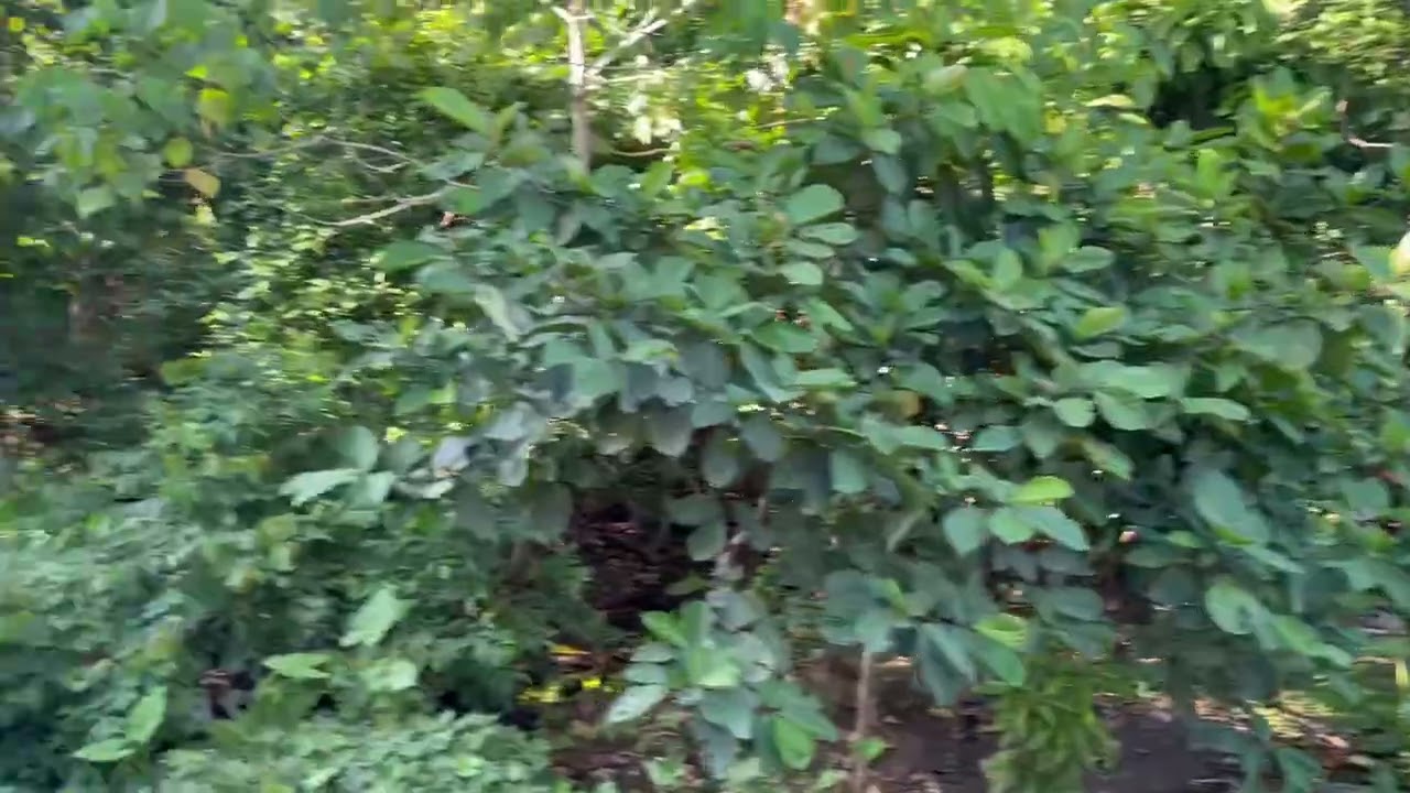 Walking around a neighborhood in Philippiness