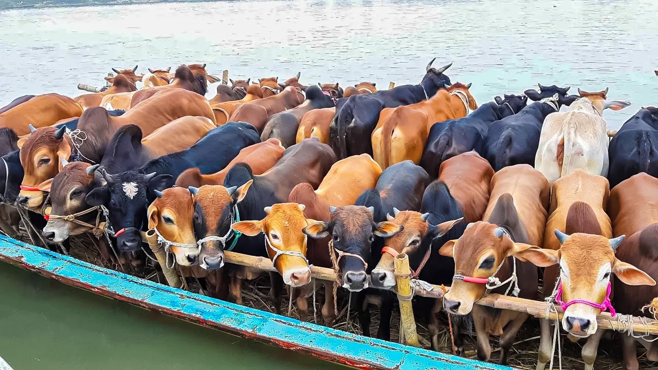 নৌকা থেকে গরু নামানোর মজার ভিডিও দেখুন | Cow Unloading From Boat in Bangladesh #cowunloading